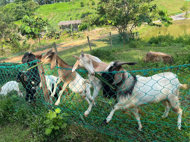 🌱 Talula Hill Farm Resort – A Refreshing Farm‑Stay Escape in Kluang
