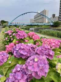 繡球花@舊中川水邊公園