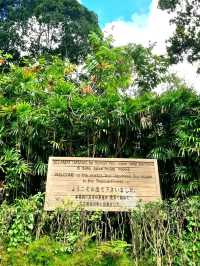 The world's first Japanese Tea House in a Tropical Forest