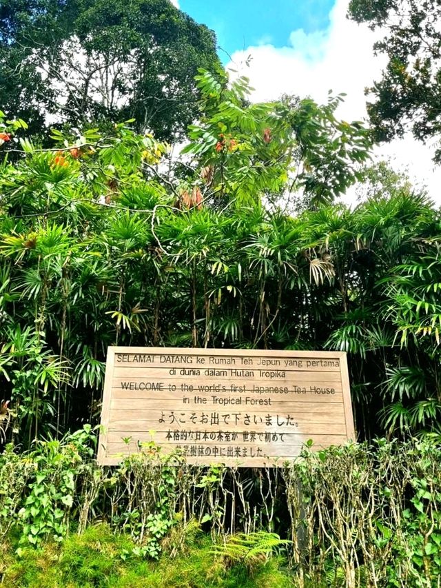 The world's first Japanese Tea House in a Tropical Forest