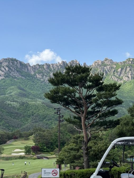 소노펠리체 델피노cc