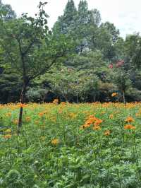 Summer Hangzhou in green