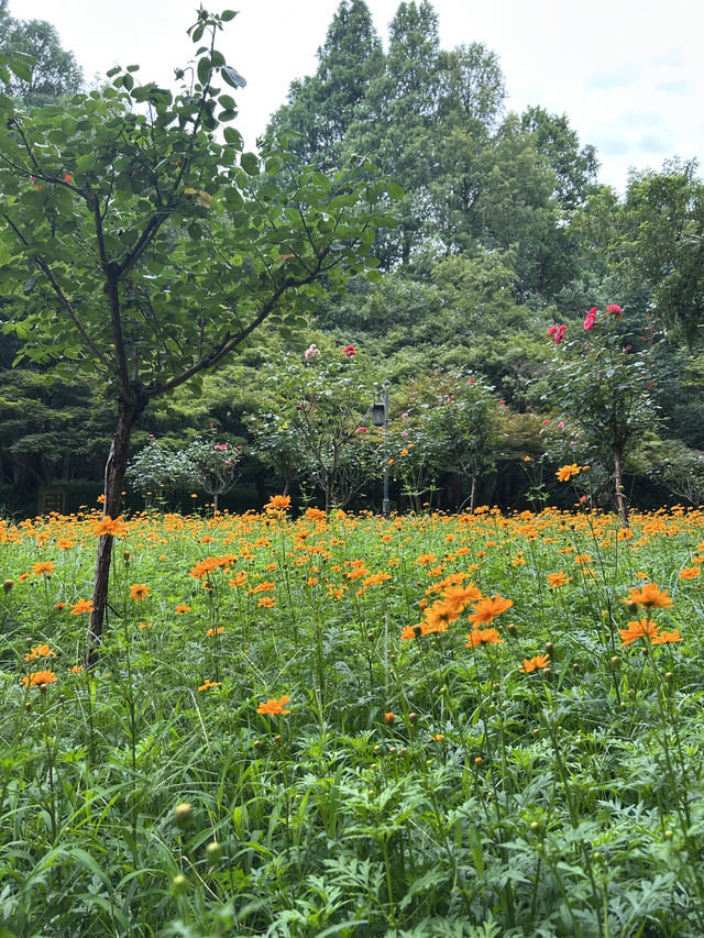 Summer Hangzhou in green