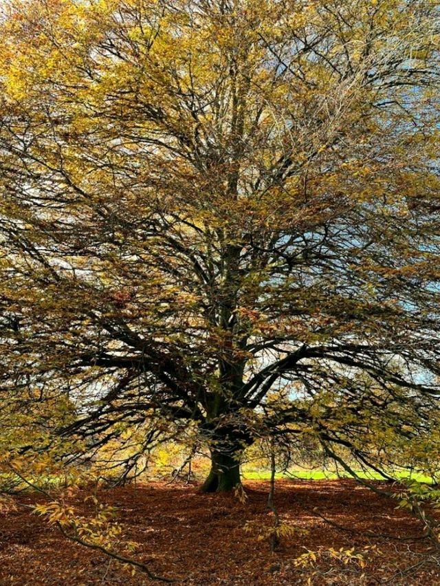 Alexandra Park