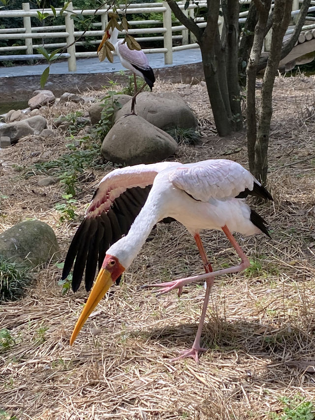 比較上海迪士尼，遛娃更值得去的地方- 上海動物園🐯🐼