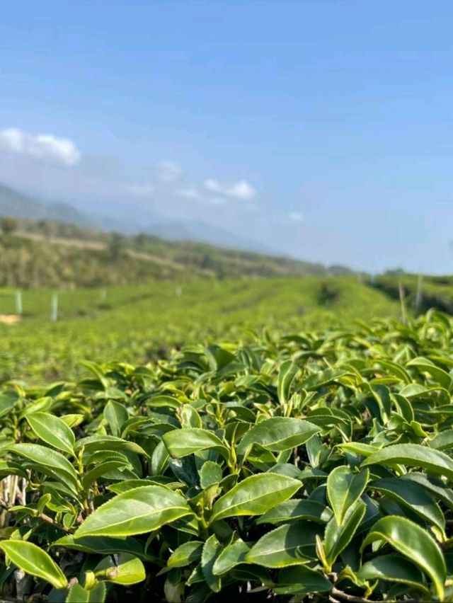 จิบชา ชมเขา ไร่ชาฉุยฟง | เชียงราย🌿🍃