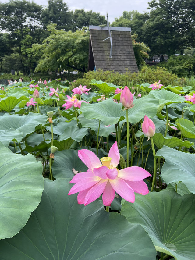 우아한 연꽃