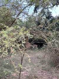 🐘 Wild Encounters at Yala Safari, Sri Lanka 🐾