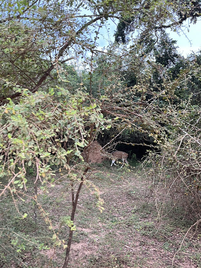 🐘 Wild Encounters at Yala Safari, Sri Lanka 🐾