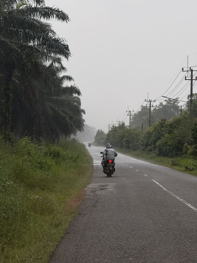 Fresh Fish & Local Life 🇮🇩🐟🌧️