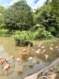 富國島珍珠野生動物園-近距離觀察猛獸，與可愛動物互動餵食