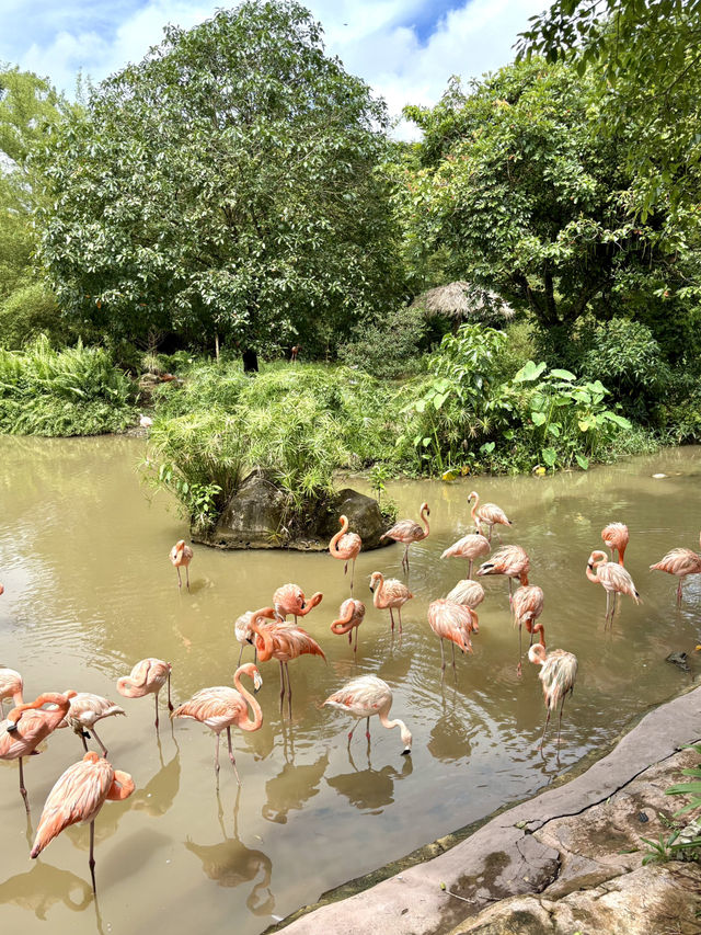 富國島珍珠野生動物園-近距離觀察猛獸，與可愛動物互動餵食