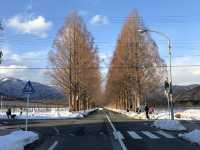 【メタセコイヤ並木｜滋賀県高島市 「一直線に続く木のトンネル。四季の移ろいを真っすぐ感じられる道」】