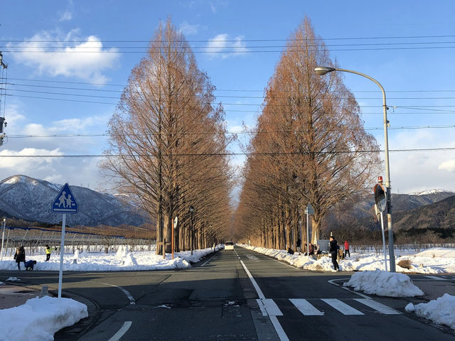 【メタセコイヤ並木｜滋賀県高島市 「一直線に続く木のトンネル。四季の移ろいを真っすぐ感じられる道」】