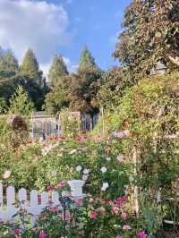 Everland Rose Garden: South Korea