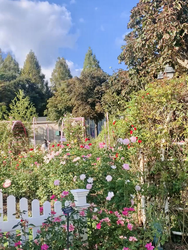 Everland Rose Garden: South Korea