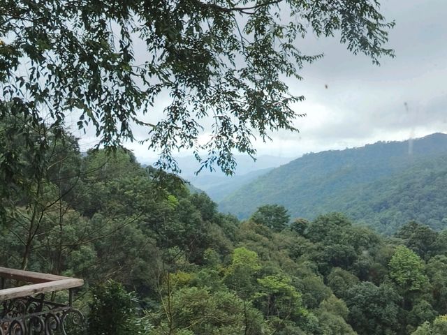 First Valley Coffee Estate