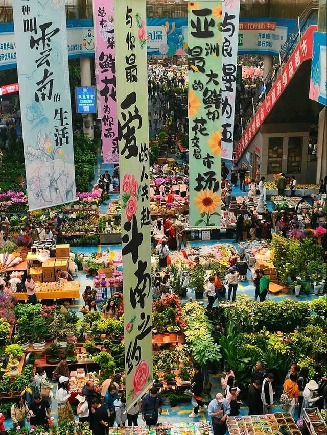 Blossom Wonderland of Dounan