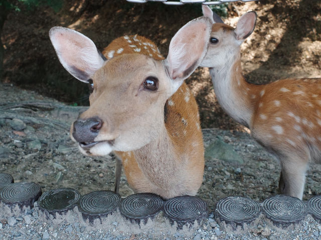 [나라공원] 사슴 구경🦌