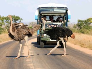Kruger National Park: The Ultimate Destination to Experience Africa's Wildlife