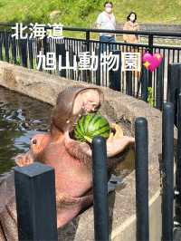 北海道 旭山動物園