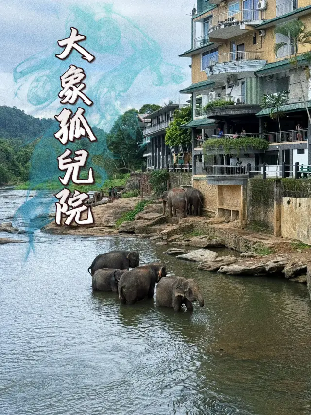 A hotel where you can watch elephants bathing 🛁 The most lovely activity during the trip 🏨