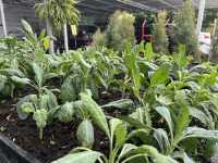A family farm
