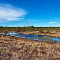 Breathe Deep: My Solo Recharge in Ķemeri National Park