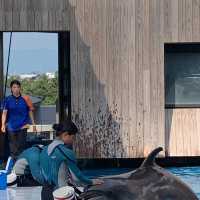 長岡花火の翌日に寄り道！癒しのうみがたり水族館❤️