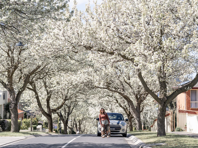 White flower of Callery Pear