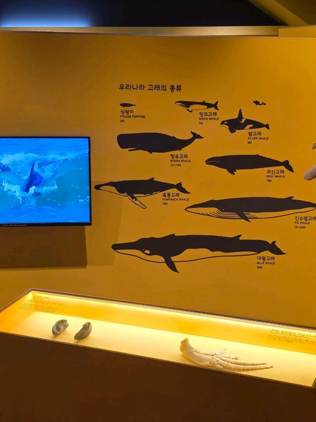 🐳 바다 생물의 거대한 세계, 고래 전시