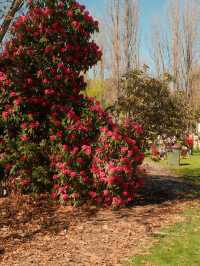 Canberra Floriade 花卉節 2025｜免費入場打卡夢幻花海