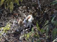 Okunoshima Island (Rabbit Island) - Uninhabited Island