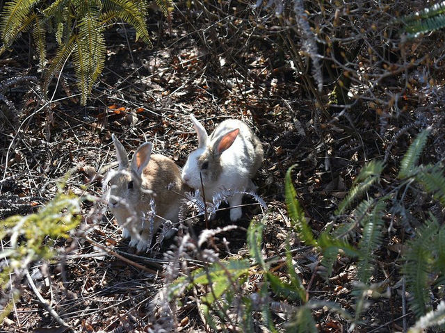 Okunoshima Island (Rabbit Island) - Uninhabited Island