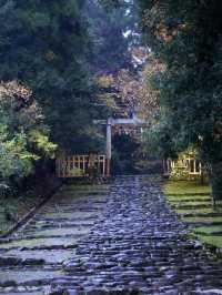 神秘的な参道 杉と石畳を覆う苔に魅了されます。