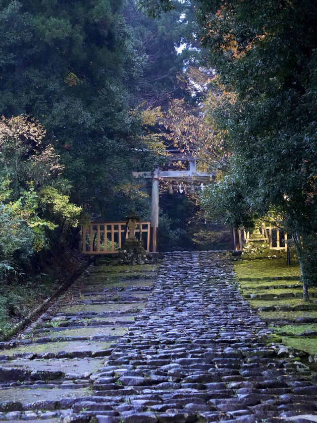 神秘的な参道 杉と石畳を覆う苔に魅了されます。 神秘的な参道 杉と石畳を覆う苔に魅了されます。