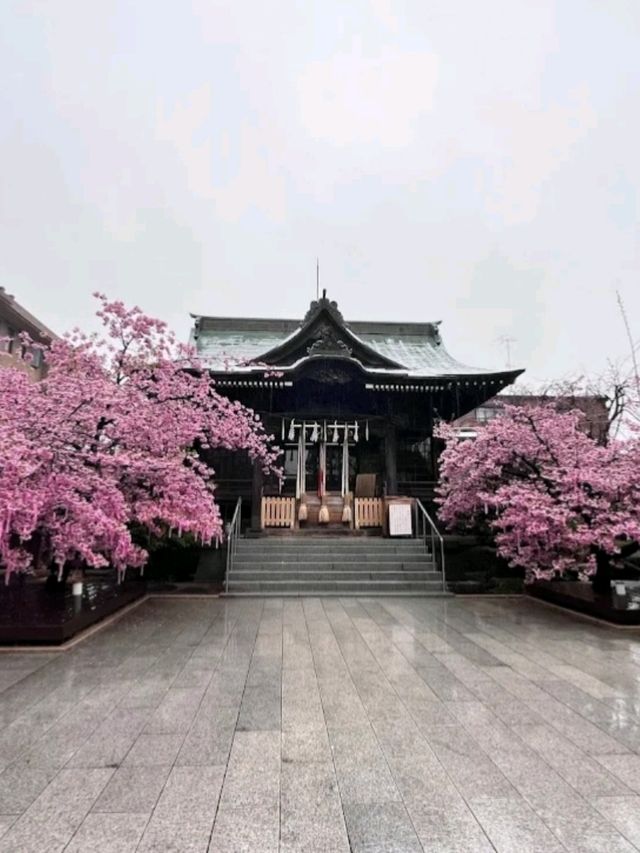 SAKURA JINGU.