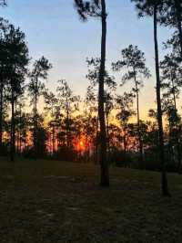 🌲🏞️ Mountain Pine Ridge Forest Reserve – Belize’s Highland Wonderland