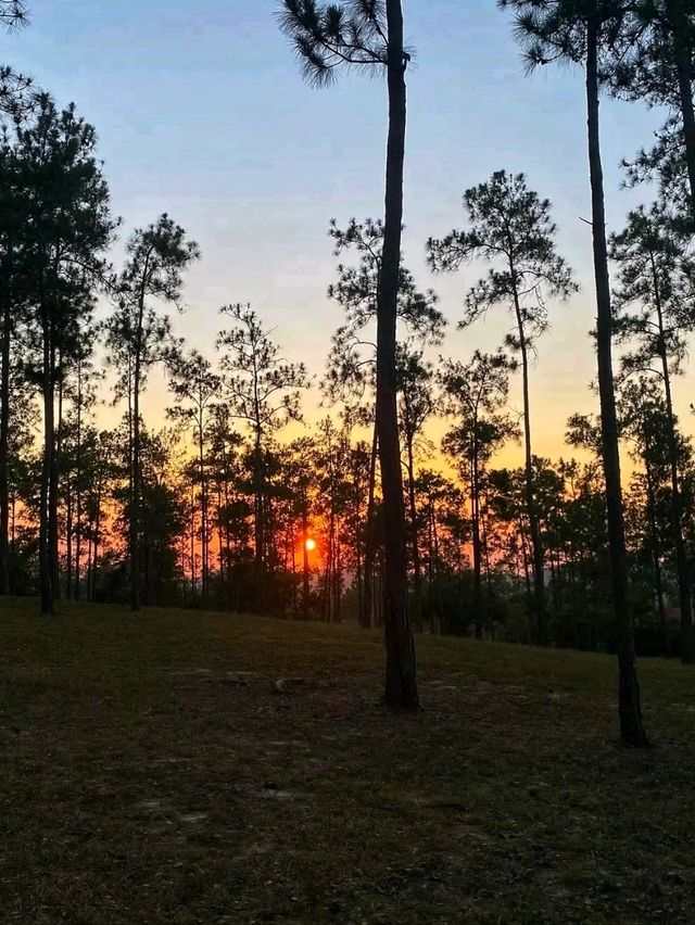 🌲🏞️ Mountain Pine Ridge Forest Reserve – Belize’s Highland Wonderland