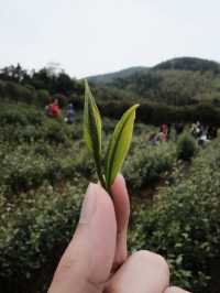 🍃 วันนี้เรามา “เก็บชา” กันที่ 福泉山茶山