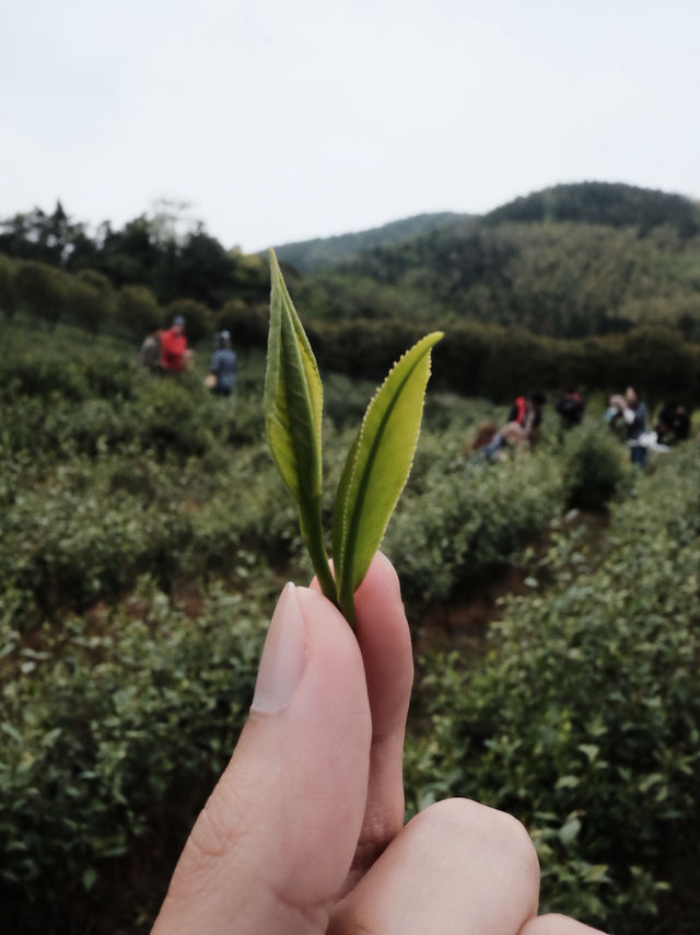 🍃 วันนี้เรามา “เก็บชา” กันที่ 福泉山茶山