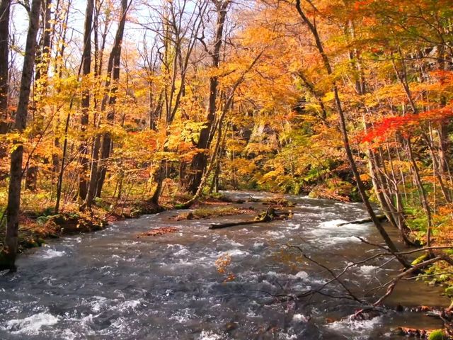 青森小眾秘境！奧入瀨溪流14公裡絕美徒步攻略🚶‍♀