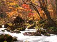 青森小眾秘境！奧入瀨溪流14公裡絕美徒步攻略🚶‍♀