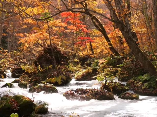 青森小眾秘境！奧入瀨溪流14公裡絕美徒步攻略🚶‍♀