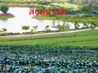 แหล่งปลูกชาชั้นดีในเชียงราย✨️