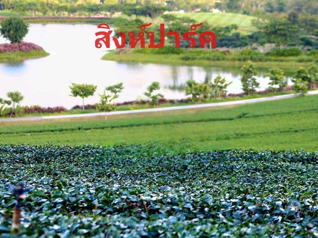 แหล่งปลูกชาชั้นดีในเชียงราย✨️