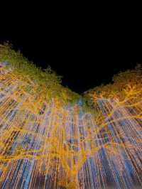 Magical Evenings at Villar City Heritage Tree 🎄✨