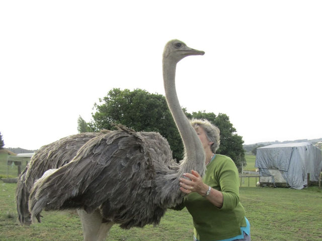 地下星河/懷託摩螢火蟲洞