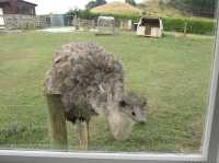 地下星河/懷託摩螢火蟲洞