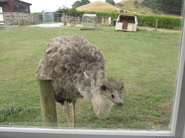 地下星河/懷託摩螢火蟲洞